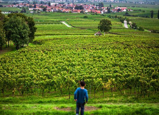 Weingut Thomas Reinhardt