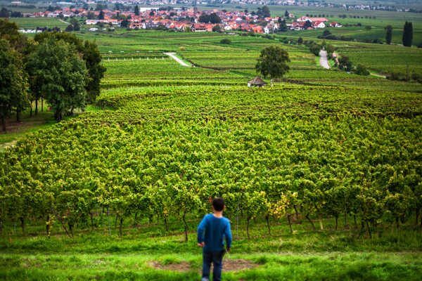 Pfalz