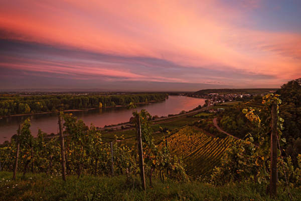 Rheinhessen