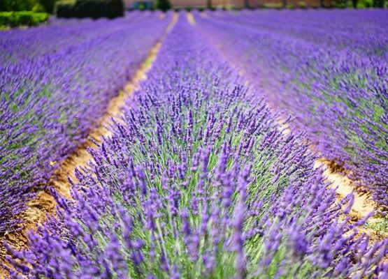 Provence