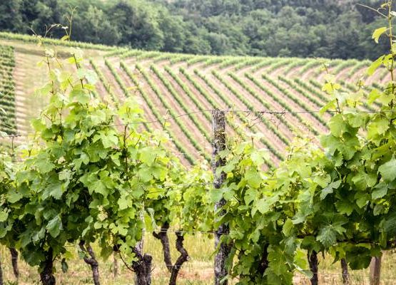 Château La Faurie Maison Neuve