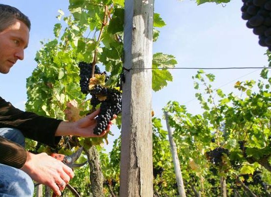 Vignerons de la Vicomté